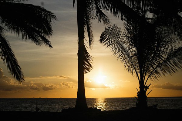 Discover the Prime Free Visiting Hours for Edinburgh"s Royal Botanic Garden