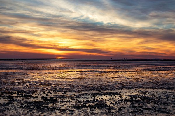 Discover the Top Dog-Friendly Beaches in Devon for Your Next Adventure!